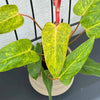 Philodendron 'Painted Lady' H35 cm