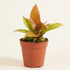 Philodendron 'Prince of Orange' H12 cm