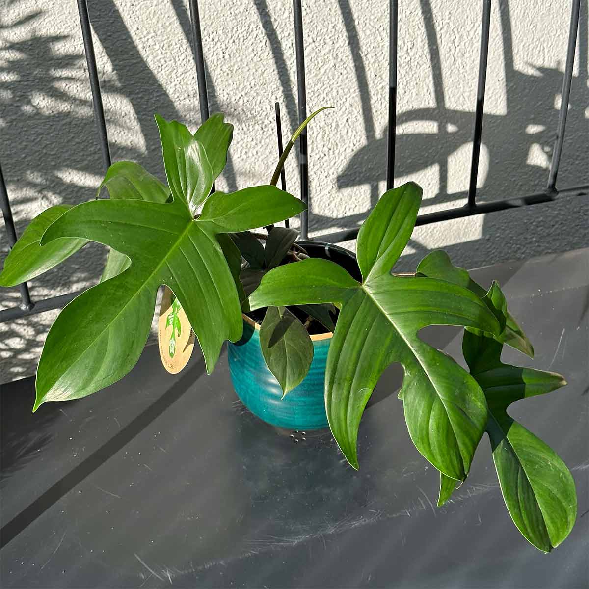 Florida Philodendron In Landscaping