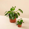 Pilea peperomioides (Chinese Money Plant) H10 cm