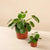 Pilea peperomioides (Chinese Money Plant) H20 cm