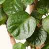 Polyscias fabian (Aralia Fabian) H130 cm