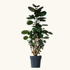 Polyscias fabian (Aralia Fabian) H130 cm