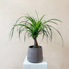 Ponytail palm (Beaucarnea recurvata) H35 cm