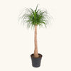 Beaucarnea recurvata (Ponytail palm) H130 cm