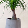 Ponytail palm (Beaucarnea recurvata) H35 cm
