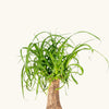 Beaucarnea recurvata (Ponytail palm) H35 cm