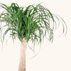 Beaucarnea recurvata (Ponytail palm) H130 cm