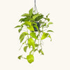 Epipremnum aureum 'Neon' (Neon Pothos) H30 cm