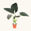 Alocasia 'Regal Shields' H85 cm