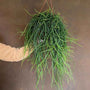 Rhipsalis floccosa