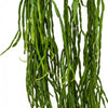 Rhipsalis paradoxa (Chain cactus) H120 cm