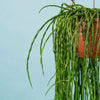 Rhipsalis paradoxa (Chain cactus) H120 cm