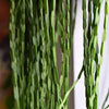 Rhipsalis paradoxa (Chain cactus) H100 cm
