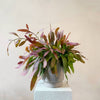 Rhipsalis 'Red Coral' H30 cm