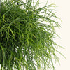 Rhipsalis baccifera 'Oasis' H40 cm