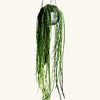 Rhipsalis paradoxa (Chain cactus) H100 cm