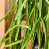 Rhipsalis trigona H100 cm