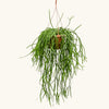 Rhipsalis trigona H100 cm