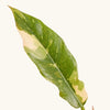 Philodendron Ring of fire H25 cm