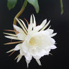 Epiphyllum pumilum (White Orchid Cactus) H30 cm