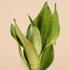 Sansevieria Moonshine H40 cm