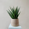 Sansevieria 'Comet Queen Marble' H35 cm