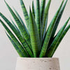 Sansevieria 'Comet Queen Marble' H35 cm