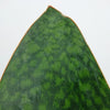 Sansevieria masoniana 'Victoria' (Limba Soacrei) H40 cm
