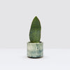 Sansevieria masoniana 'Victoria' (Limba Soacrei) H40 cm
