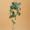 Scindapsus pictus trebie H30 cm