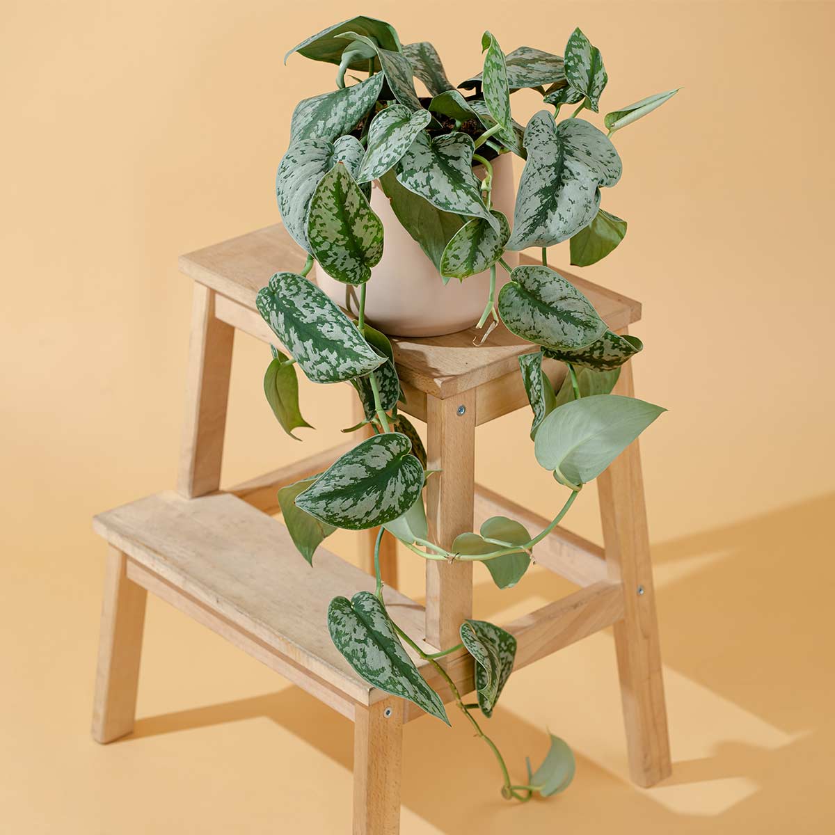 Plante D'intérieur Scindapsus Pictus 'Trebie' - Pot 15 Cm - Hauteur 20-25 Cm - Plante Retombante/grimpante Purificatrice D'air - 3