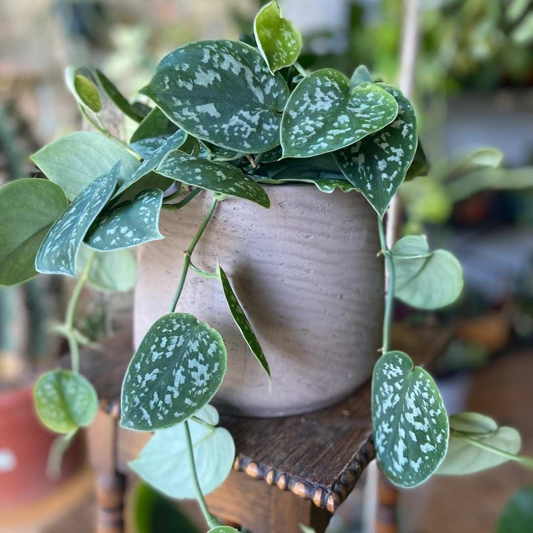 Scindapsus pictus 'Argyraeus' H20 cm - Plante curgatoare de interior ...