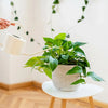 Scindapsus aureus (Pothos) H45 cm