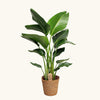 Strelitzia nicolai & ghiveci impletit H110 cm