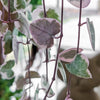 String of hearts variegata (Ceropegia) H15 cm