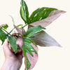 Syngonium 'Red Spot Tricolor' H20-25 cm