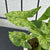 Syngonium podophyllum 'Mojito' H30 cm